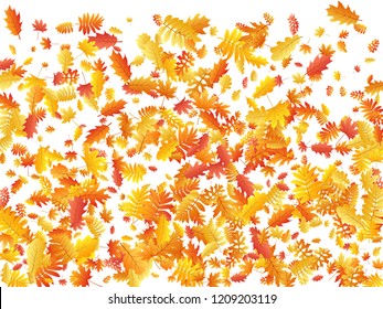 Oak, maple, wild ash rowan leaves vector, autumn foliage on white background. Red orange gold rowan and oak autumn leaves. Bright tree foliage vector november season specific background.