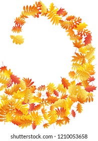 Oak, maple, wild ash rowan leaves vector, autumn foliage on white background. Red orange gold rowan dry autumn leaves. Elegant tree foliage november season specific background.