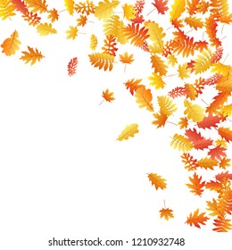 Oak, maple, wild ash rowan leaves vector, autumn foliage on white background. Red orange yellow sorb dry autumn leaves. Closeup tree foliage november season specific background.