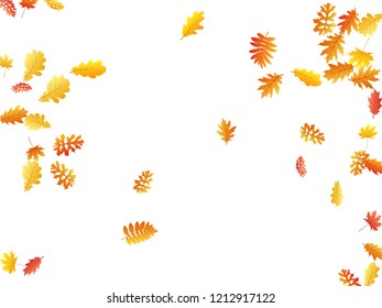 Oak, maple, wild ash rowan leaves vector, autumn foliage on white background. Red orange yellow ash and oak autumn leaves. Realistic tree foliage fall seasonal background pattern.