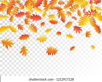 Oak, maple, wild ash rowan leaves vector, autumn foliage on transparent background. Red orange yellow sorb dry autumn leaves. Beautiful tree foliage vector september seasonal background.