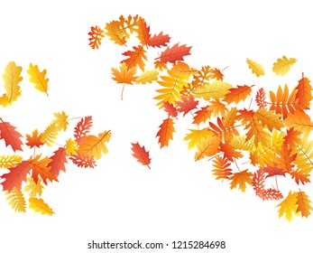 Oak, maple, wild ash rowan leaves vector, autumn foliage on white background. Red orange yellow wild ash dry autumn leaves. Nostalgic tree foliage fall season specific background.