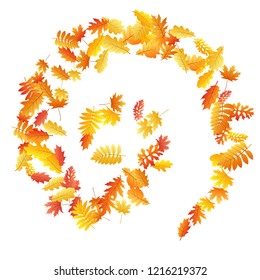 Oak, maple, wild ash rowan leaves vector, autumn foliage on white background. Red orange gold sorb dry autumn leaves. Fantastic tree foliage november seasonal background.