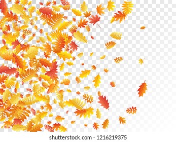 Oak, maple, wild ash rowan leaves vector, autumn foliage on transparent background. Red orange gold sorbus dry autumn leaves. Chic tree foliage vector october season specific background.