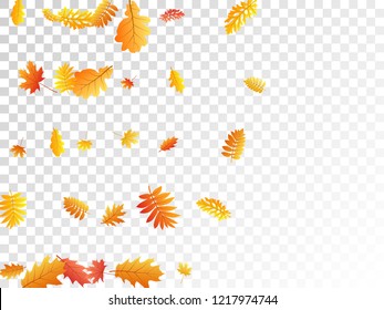 Oak, maple, wild ash rowan leaves vector, autumn foliage on transparent background. Red gold yellow oak dry autumn leaves. Fantastic tree foliage november season specific background.