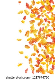 Oak, maple, wild ash rowan leaves vector, autumn foliage on white background. Red orange yellow rowan dry autumn leaves. Nice tree foliage october background pattern.