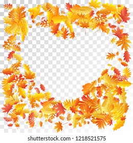 Oak, maple, wild ash rowan leaves vector, autumn foliage on transparent background. Red orange gold rowan and oak autumn leaves. Floral tree foliage october season specific background.