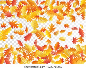 Oak, maple, wild ash rowan leaves vector, autumn foliage on transparent background. Red gold yellow rowan dry autumn leaves. Chic tree foliage november season specific background.