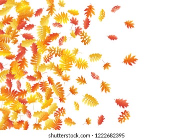 Oak, maple, wild ash rowan leaves vector, autumn foliage on white background. Red gold yellow ash and oak autumn leaves. Vivid tree foliage fall seasonal background pattern.