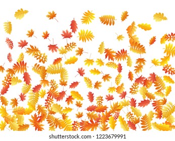 Oak, maple, wild ash rowan leaves vector, autumn foliage on white background. Red orange yellow wild ash dry autumn leaves. Rich tree foliage fall season specific background.