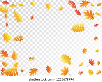 Oak, maple, wild ash rowan leaves vector, autumn foliage on transparent background. Red orange yellow ash and oak autumn leaves. Nostalgic tree foliage vector november season specific background.