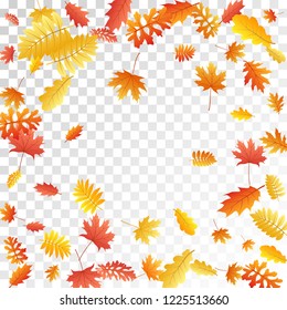 Oak, maple, wild ash rowan leaves vector, autumn foliage on transparent background. Red orange gold rowan dry autumn leaves. Elegant tree foliage vector november season specific background.
