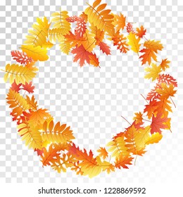 Oak, maple, wild ash rowan leaves vector, autumn foliage on transparent background. Red gold yellow rowan and oak autumn leaves. Nostalgic tree foliage fall season specific background pattern.