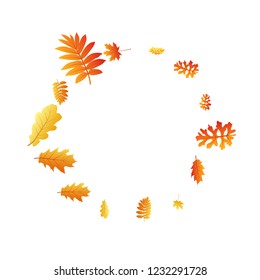 Oak, maple, wild ash rowan leaves vector, autumn foliage on white background. Red gold yellow sorbus dry autumn leaves. Elegant tree foliage october background graphics.