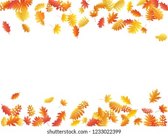 Oak, maple, wild ash rowan leaves vector, autumn foliage on white background. Red orange gold rowan and oak autumn leaves. Falling tree foliage fall season specific background.