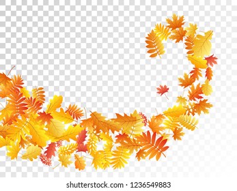 Oak, maple, wild ash rowan leaves vector, autumn foliage on transparent background. Red orange yellow sorbus dry autumn leaves. Floral tree foliage vector november seasonal background.