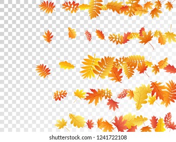 Oak, maple, wild ash rowan leaves vector, autumn foliage on transparent background. Red orange yellow rowan and oak autumn leaves. Isolated tree foliage october seasonal background.