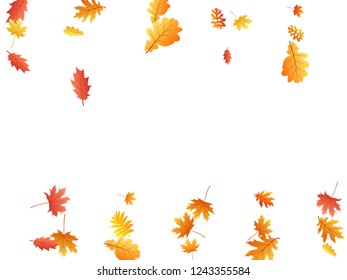 Oak, maple, wild ash rowan leaves vector, autumn foliage on white background. Red orange gold sorb dry autumn leaves. Stylish tree foliage november seasonal background.