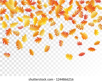 Oak, maple, wild ash rowan leaves vector, autumn foliage on transparent background. Red orange yellow oak dry autumn leaves. Fancy tree foliage vector september seasonal background.