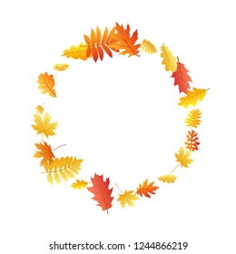 Oak, maple, wild ash rowan leaves vector, autumn foliage on white background. Red gold yellow oak dry autumn leaves. Chic tree foliage fall season specific background graphics.