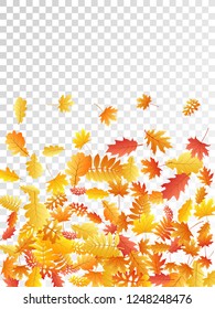 Oak, maple, wild ash rowan leaves vector, autumn foliage on transparent background. Red orange yellow rowan and oak autumn leaves. Isolated tree foliage fall season specific background pattern.