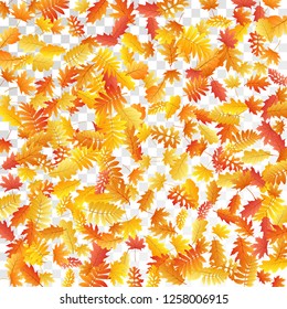 Oak, maple, wild ash rowan leaves vector, autumn foliage on transparent background. Red orange gold wild ash dry autumn leaves. Elegant tree foliage fall seasonal background pattern.