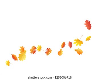 Oak, maple, wild ash rowan leaves vector, autumn foliage on white background. Red orange gold rowan and oak autumn leaves. Snazzy tree foliage fall season specific background.