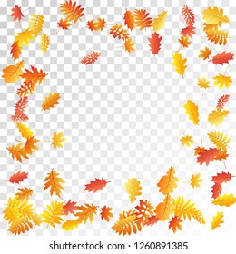 Oak, maple, wild ash rowan leaves vector, autumn foliage on transparent background. Red orange gold sorbus dry autumn leaves. Cool tree foliage october background pattern.