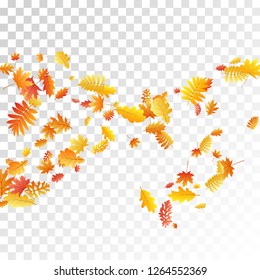 Oak, maple, wild ash rowan leaves vector, autumn foliage on transparent background. Red orange gold sorbus dry autumn leaves. Chic tree foliage november seasonal background.