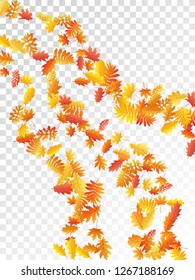 Oak, maple, wild ash rowan leaves vector, autumn foliage on transparent background. Red orange yellow sorbus dry autumn leaves. Fancy tree foliage fall seasonal background pattern.
