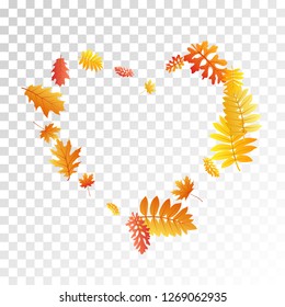 Oak, maple, wild ash rowan leaves vector, autumn foliage on transparent background. Red gold yellow ash and oak autumn leaves. Abstract tree foliage october seasonal background.