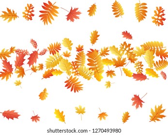 Oak, maple, wild ash rowan leaves vector, autumn foliage on white background. Red orange gold rowan and oak autumn leaves. Chic tree foliage fall season specific background pattern.