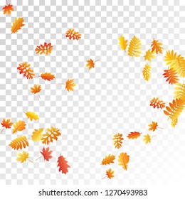 Oak, maple, wild ash rowan leaves vector, autumn foliage on transparent background. Red orange gold sorbus dry autumn leaves. Nice tree foliage vector october season specific background.