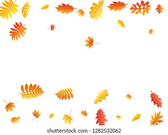 Oak, maple, wild ash rowan leaves vector, autumn foliage on white background. Red gold yellow ash and oak autumn leaves. Beautiful tree foliage vector october season specific background.