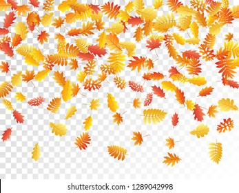 Oak, maple, wild ash rowan leaves vector, autumn foliage on transparent background. Red orange gold sorb dry autumn leaves. Fantastic tree foliage november seasonal background.