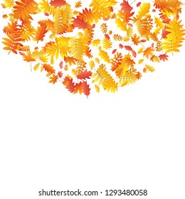 Oak, maple, wild ash rowan leaves vector, autumn foliage on white background. Red orange gold sorb dry autumn leaves. Cool tree foliage november seasonal background pattern.