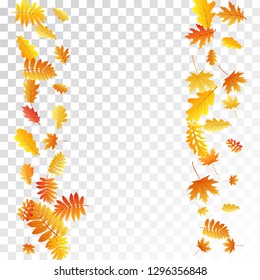 Oak, maple, wild ash rowan leaves vector, autumn foliage on transparent background. Red gold yellow rowan dry autumn leaves. Flying tree foliage september background graphics.