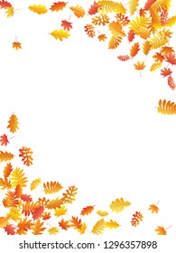 Oak, maple, wild ash rowan leaves vector, autumn foliage on white background. Red orange gold rowan and oak autumn leaves. Beautiful tree foliage october season specific background.