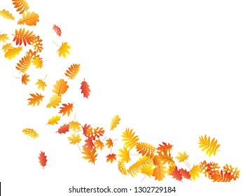 Oak, maple, wild ash rowan leaves vector, autumn foliage on white background. Red orange yellow oak dry autumn leaves. Falling tree foliage vector september seasonal background.