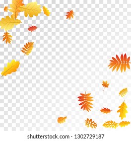 Oak, maple, wild ash rowan leaves vector, autumn foliage on transparent background. Red gold yellow rowan dry autumn leaves. Nostalgic tree foliage vector october season specific background.