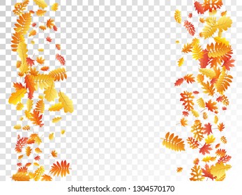 Oak, maple, wild ash rowan leaves vector, autumn foliage on transparent background. Red orange yellow sorbus dry autumn leaves. Garden tree foliage vector october seasonal background.