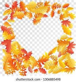 Oak, maple, wild ash rowan leaves vector, autumn foliage on transparent background. Red orange gold wild ash dry autumn leaves. Natural tree foliage vector october seasonal background.
