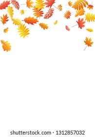 Oak, maple, wild ash rowan leaves vector, autumn foliage on white background. Red orange gold rowan and oak autumn leaves. Rich tree foliage fall season specific background pattern.