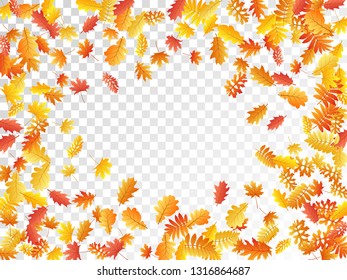 Oak, maple, wild ash rowan leaves vector, autumn foliage on transparent background. Red orange yellow sorb dry autumn leaves. Biological tree foliage november seasonal background.