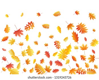 Oak, maple, wild ash rowan leaves vector, autumn foliage on white background. Red orange gold rowan and oak autumn leaves. Botanical tree foliage fall season specific background pattern.