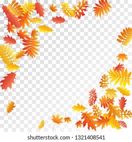 Oak, maple, wild ash rowan leaves vector, autumn foliage on transparent background. Red orange yellow sorb dry autumn leaves. Closeup tree foliage november seasonal background.