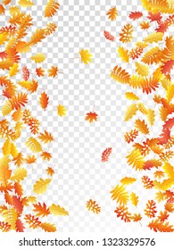 Oak, maple, wild ash rowan leaves vector, autumn foliage on transparent background. Red orange gold sorb dry autumn leaves. Rich tree foliage vector september seasonal background.