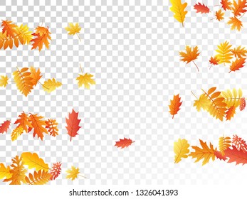 Oak, maple, wild ash rowan leaves vector, autumn foliage on transparent background. Red orange gold sorbus dry autumn leaves. Forest tree foliage fall season specific background graphics.
