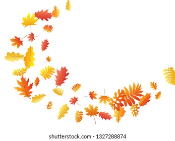 Oak, maple, wild ash rowan leaves vector, autumn foliage on white background. Red orange yellow sorbus dry autumn leaves. Vivid tree foliage vector september seasonal background.