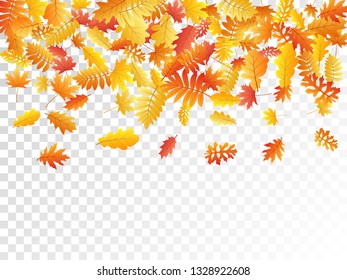 Oak, maple, wild ash rowan leaves vector, autumn foliage on transparent background. Red orange gold sorb dry autumn leaves. Nostalgic tree foliage vector fall season specific background.